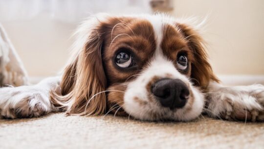 Een koelmat voor honden: bescherm je hond tegen de hitte!